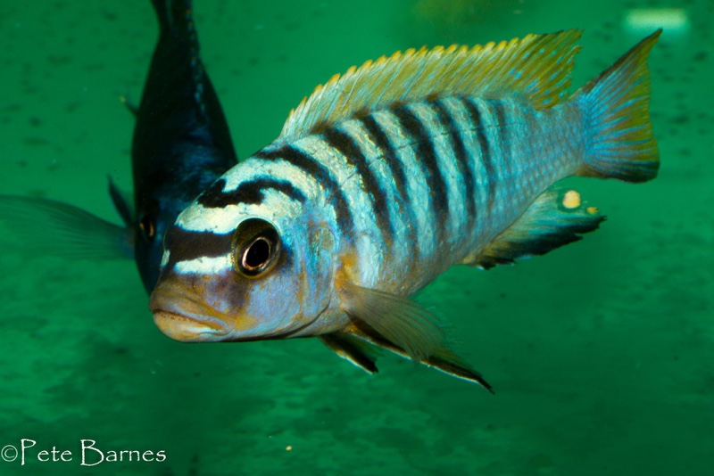 Maylandia sp. 'hajomaylandi pombo' Ndumbi Point